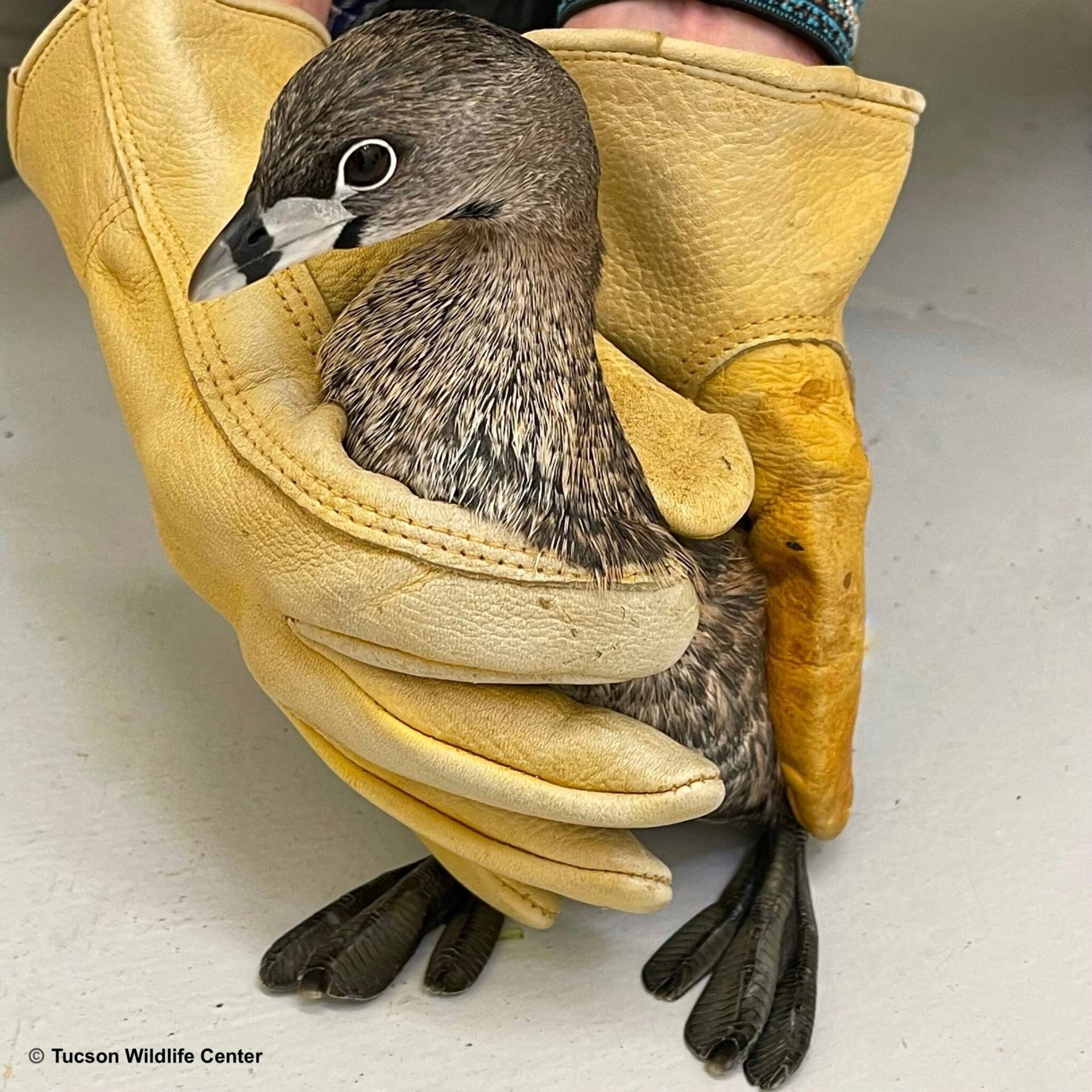 By permission of Tuscon Wildlife Center